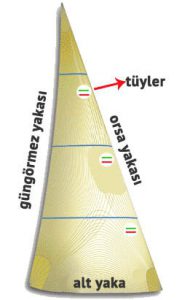 Yelken tüyleri ve yakaları